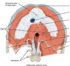 <p>Muscle in the lungs</p>