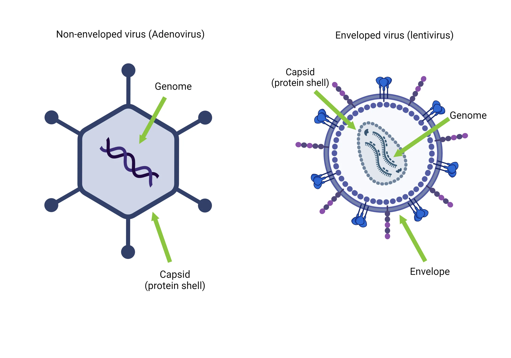<ul><li><p>Non-envelope virus </p></li><li><p>Envelope virus </p></li></ul><p></p>