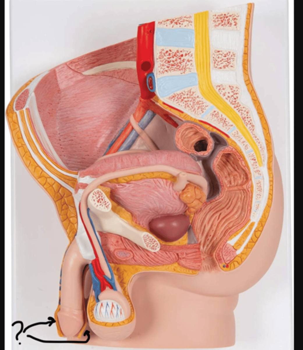 <p>Name this outer yellow layer</p>