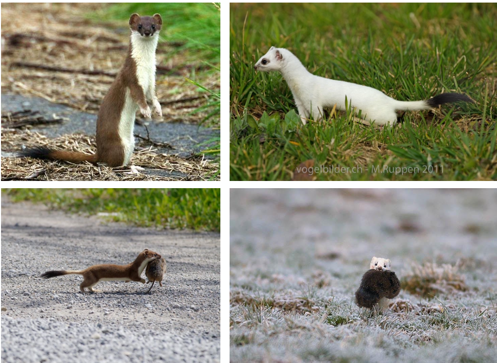 <p><strong>Biologie</strong></p><ul><li><p>Hauptnahrung Wühlmäuse, bevorzugt Schermäuse und in höheren Lagen auch Schneemäuse</p></li><li><p>Einzelgänger, territorial</p></li><li><p>Ganzjährig aktiv, sowohl am Tag als auch in der Nacht</p></li><li><p>Paarungszeit April-Juli, im Frühling werden 4-9 Jungtiere geboren (Keimruhe). Ende Sommer müssen sie sich ein eigenes Revier suchen, 75% der Jungtiere überleben das erste Lebensjahr nicht.</p></li><li><p>Ganze CH</p></li><li><p>Im Winter wird das Fell des Hermelins weiss, beim Umfärben im Herbst und Frühling sind die Tiere braunweiss gefleckt</p></li><li><p>Schwarze Schwanzspitze Unterschied zu Mauswiesel + Grösser</p></li></ul><p class="p1"></p>