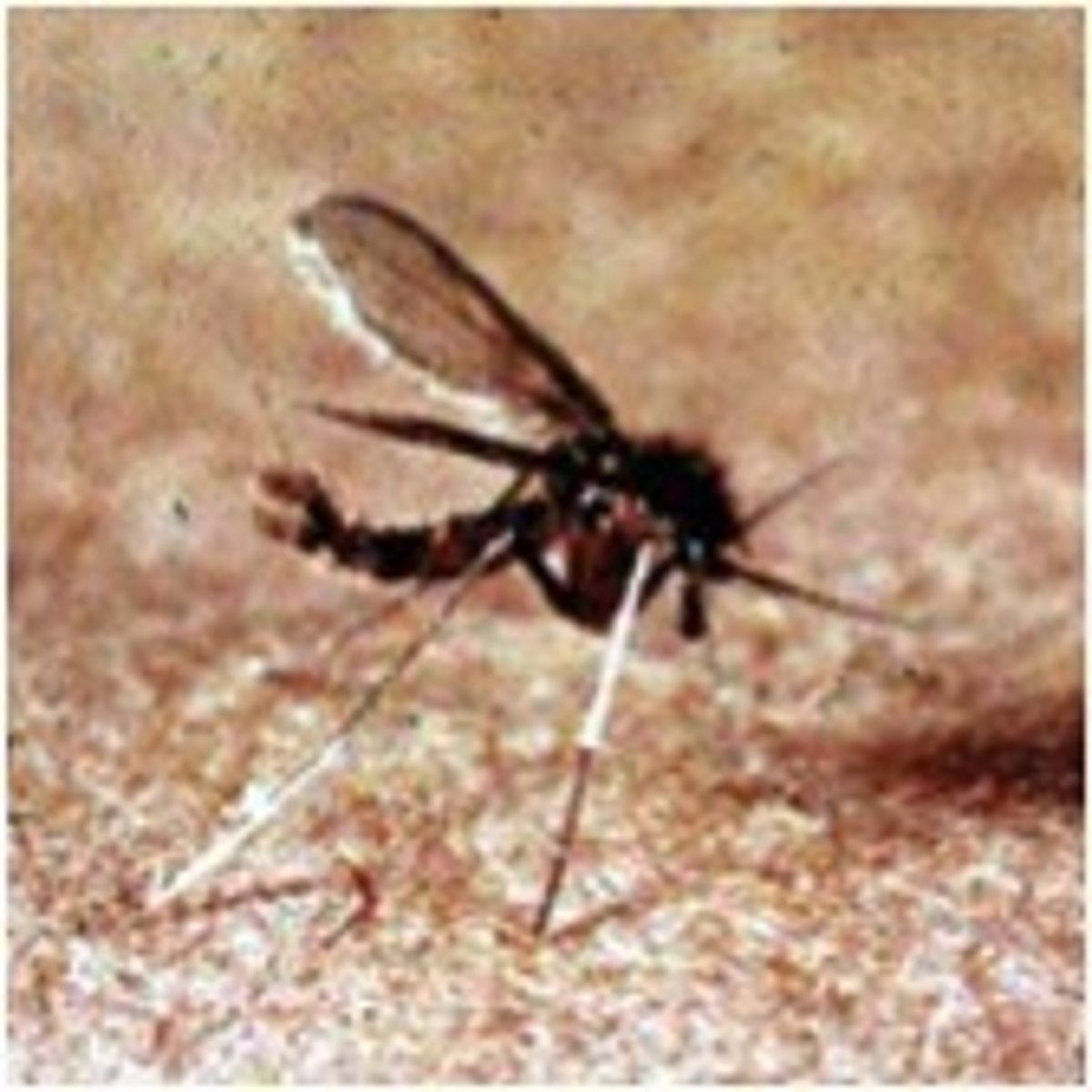 <p>An organism that transmits disease by conveying pathogens from one host to another; such as a mosquito</p>
