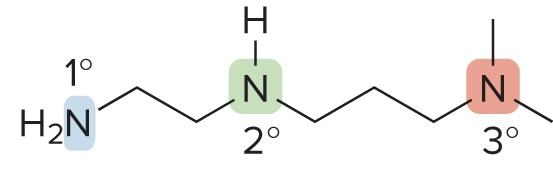 <p>Classified based on the # of carbons bonded to the <u>nitrogen</u> atom</p>