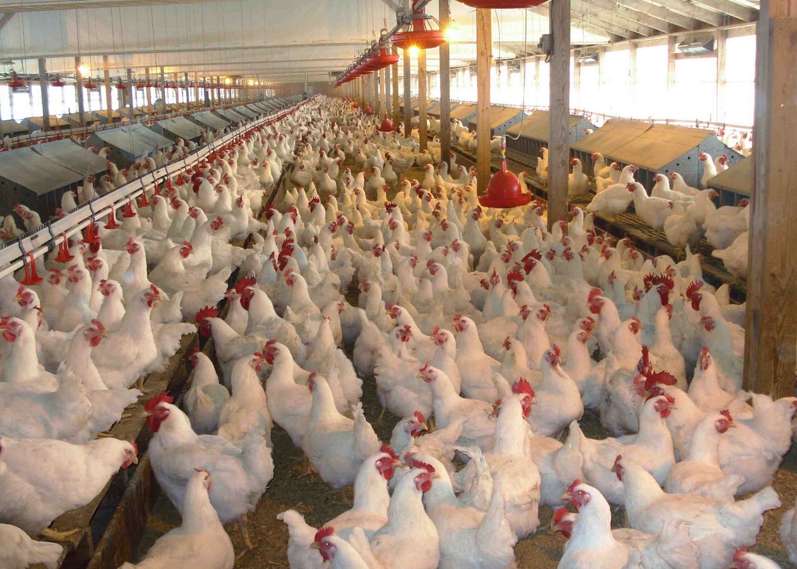 <p>les animaux sont élevés dans des espaces fermés, comme des bâtiments (élevage hors-sol) ou des feed-lots, et nourris avec l’alimentation industrielle et où les médicaments y sont distribués mécaniquement</p>