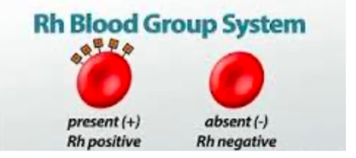 <p>blood type classification based on the presence or absences of the antigen Rh on the erythrocyte membrane surface</p>