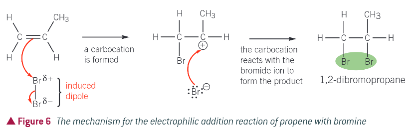 <ul><li><p>bromine is a non polar molecule. when bromine approaches an alkene, the pi electrons interact with the electrons in the Br-Br bond</p></li><li><p>this interaction causes polarisation of the Br-Br bond, with one end of the molecule becoming Br+ and the other Br- (induced dipole)</p></li><li><p>the electron pair in the pi bond is attracted to the Br+ end of the molecule, causing the double bond to break</p></li><li><p>a bond has now been formed between one of the carbon atoms from the double bond and a bromine atom</p></li><li><p>the Br-Br bond breaks by heterolytic fission with the electron pair going to the Br- end of the molecule</p></li><li><p>a bromide ion and carbocation forms</p></li><li><p>in the final stage the Br- ion reacts with the carbocation to form the addition product of the reaction</p></li></ul><p></p>