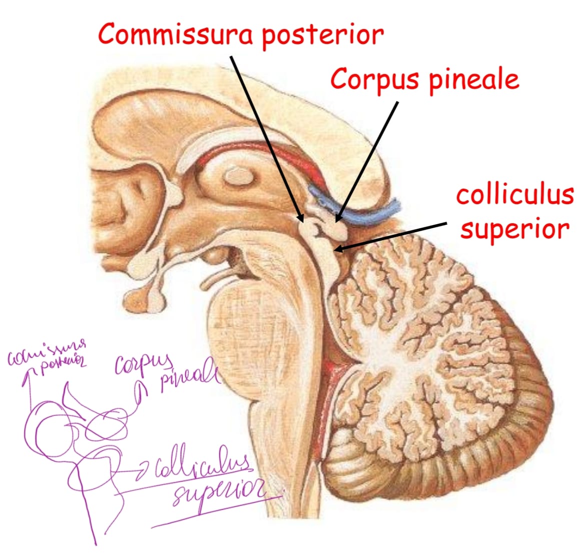 <p>epithalamustadır</p><p>colliculus superiorun ön ucu</p><p>corpus pinealenin alt bölümüne tutunur</p><p>Pupillanın ışık refleksi ile ilgili <strong>nuc. pretectalisden</strong> çıkan lifler burdan geçer. </p>