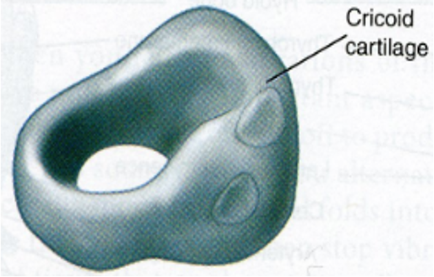 <p>Cricoid cartilage </p>