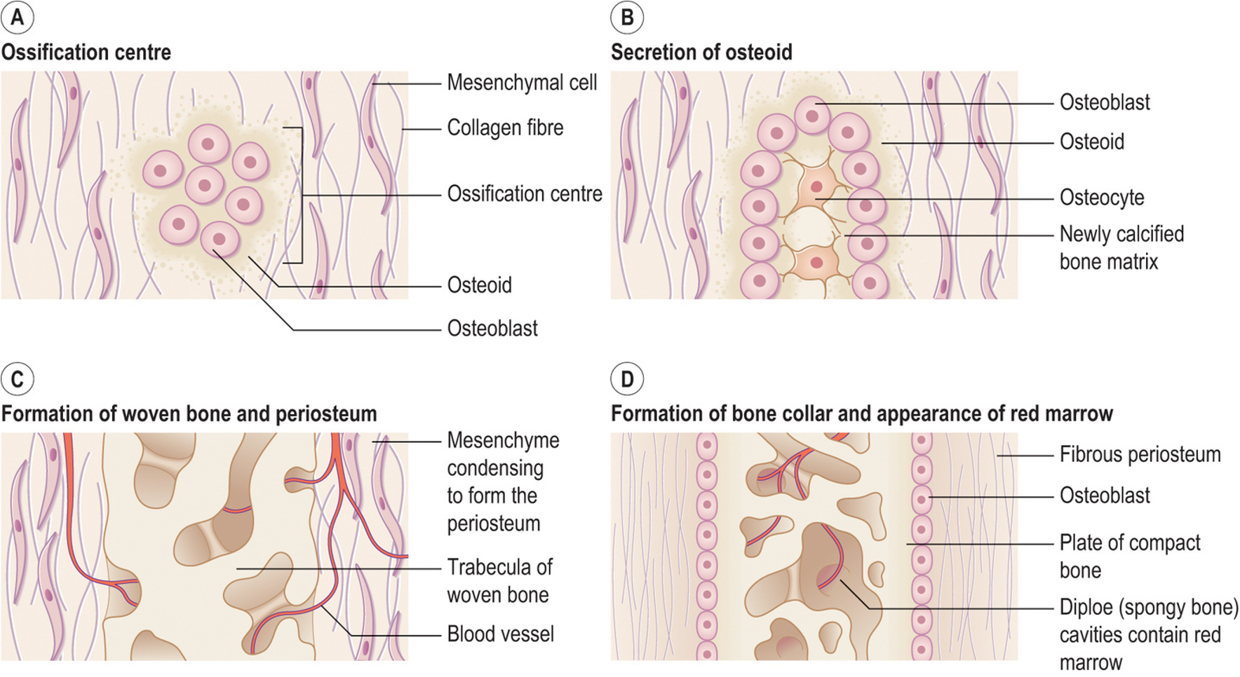 <ol><li><p>ossification centre formation</p><ul><li><p>mesenchymal cells differentiate into osteoblasts</p></li></ul></li><li><p>secretion of osteoid (matrix)</p><ul><li><p>osteoblasts secrete osteoid</p></li><li><p>mineralised within days</p></li><li><p>trapped osteoblasts → osteocytes</p></li></ul></li><li><p>formation of woven bone and periosteum</p><ul><li><p>osteoid calcifies → forms trabeculae</p></li><li><p>vascularised mesenchyme condenses externally → periosteum</p></li></ul></li><li><p>formation of bone collar and appearance of red marrow</p><ul><li><p>Trabeculae deep to periosteum thickens, forming woven bone collar (later replaced by lamellar bone)</p></li><li><p>Spongy bone persist, vascular tissue becomes red marrow</p></li></ul></li></ol><p></p>