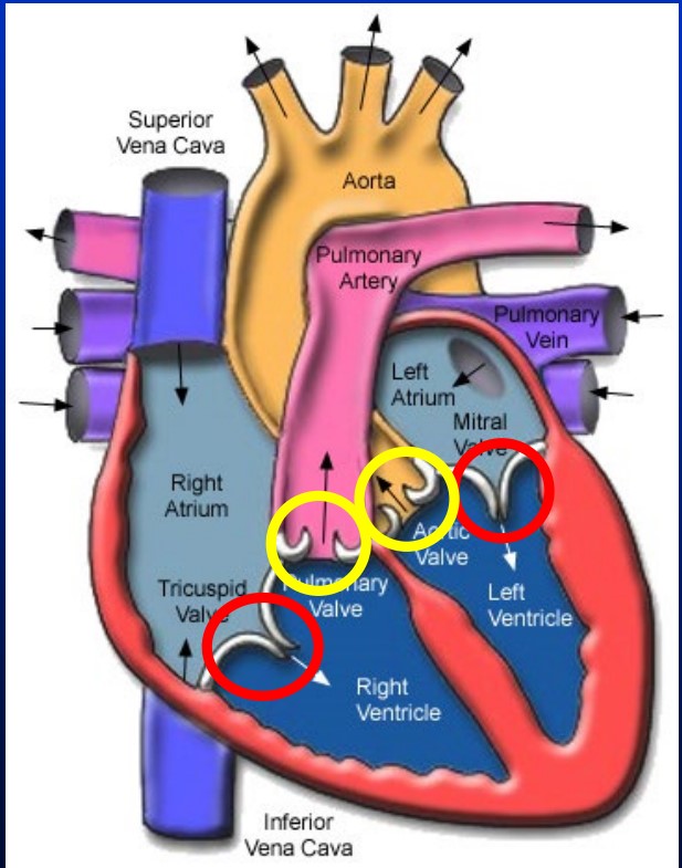 <p>• Atrioventricular valves • Semilunar valves</p>