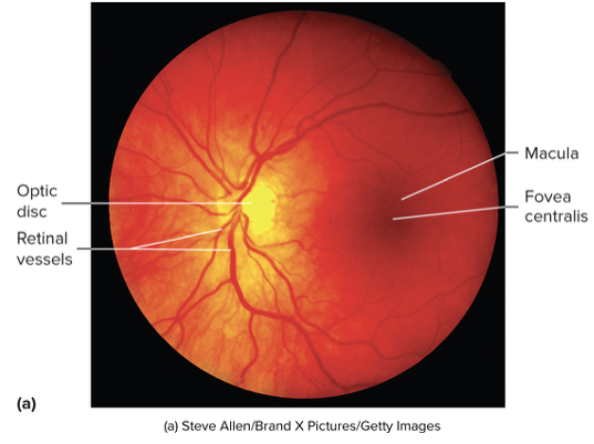 <ul><li><p>Macula</p></li><li><p>Fovea centralis </p></li><li><p>Optic disc</p></li></ul><p></p>