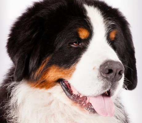 <p>Bernese mountain dog</p>