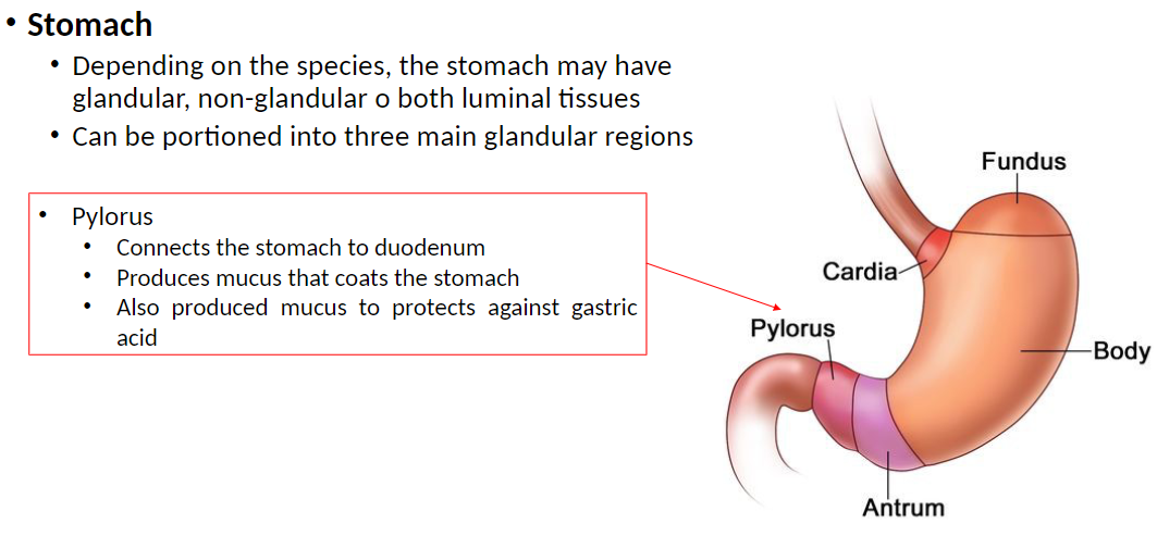 <p><strong>Pylorus</strong>: Connects the stomach to the duodenum<br> Produces mucus that coats the stomach lining<br> Protects stomach from acidic gastric secretions</p>
