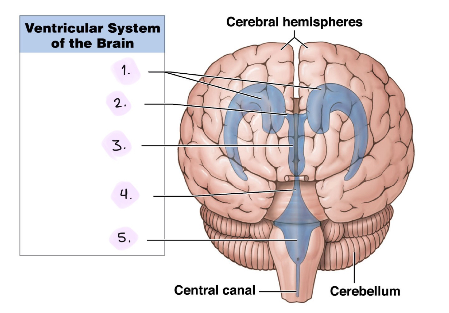 <p>Label the Ventricular System (Anterior View)</p><ol><li><p>__</p></li><li><p>__</p></li><li><p>__</p></li><li><p>__</p></li><li><p>__</p></li></ol><p></p>