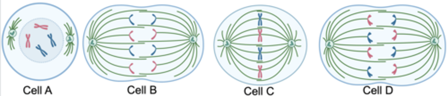 <p>Cell B</p>