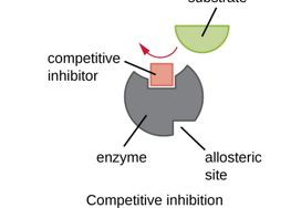 <p>binds in the active site, blocking the substrate from binding and halting enzyme function</p>