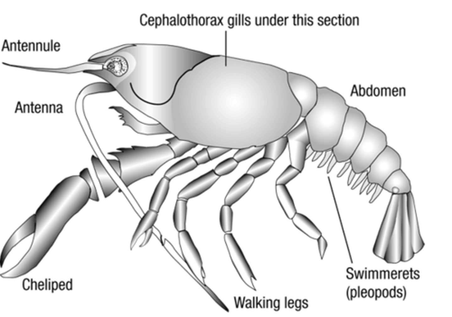 <p>cephalothorax and abdomen</p>