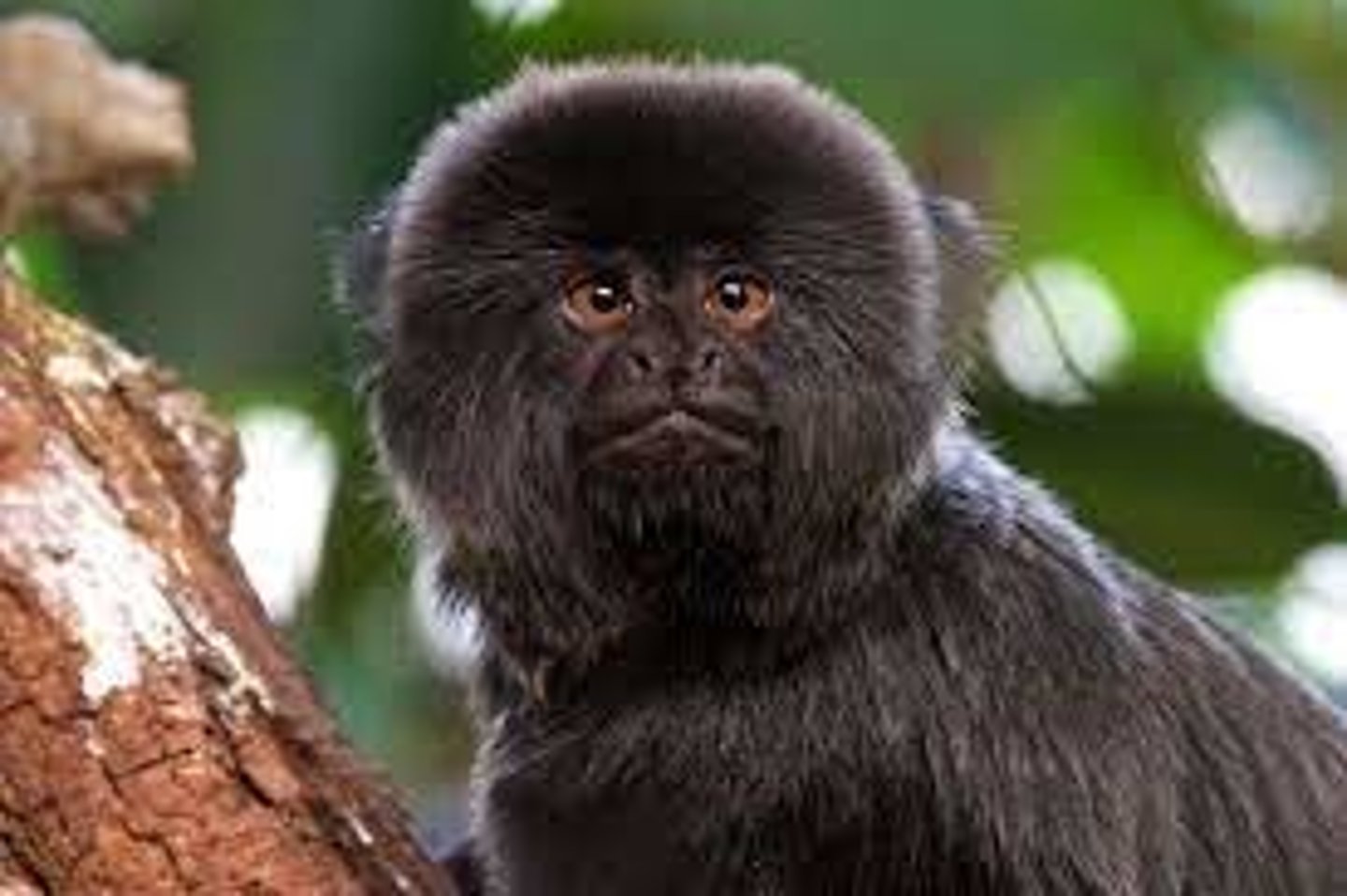 <p>CITES Appendix I</p><p>(parvorder platyrrhiini)- Goeldi's Marmoset</p>