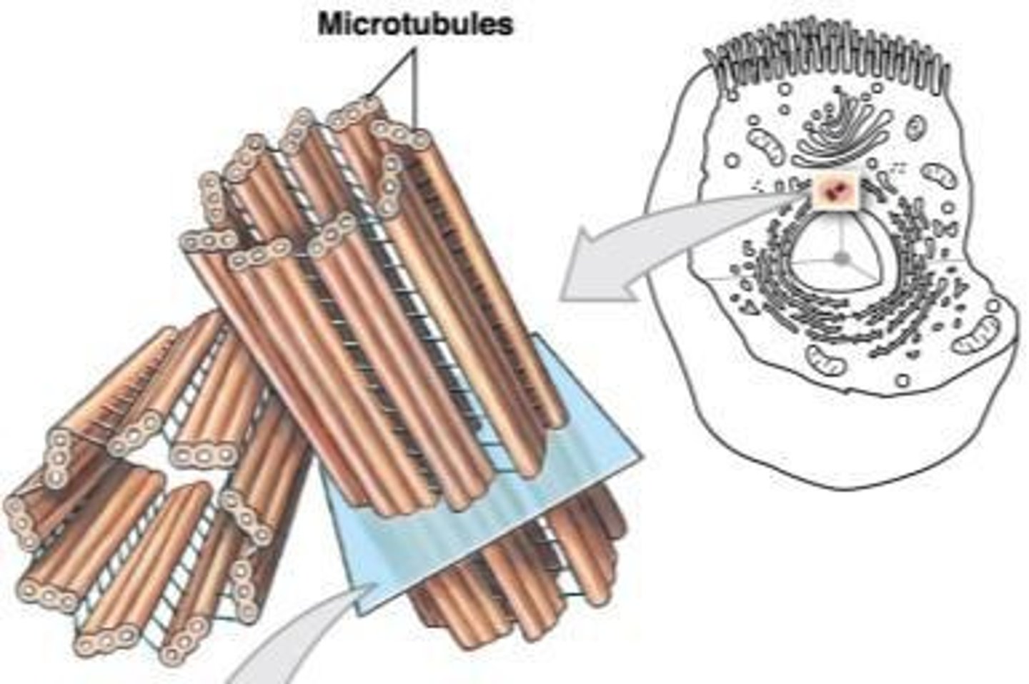 <p>Thick filaments composed of tubulin that are involved in intracellular transport and cell division.</p>