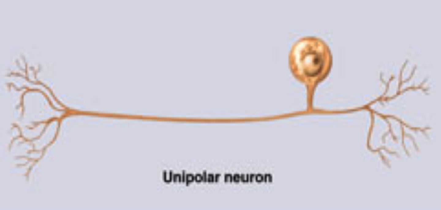 <p>- a single process extending from the cell body</p><p>- one axon divides into peripheral and central processes: one serves as an input zone and the other as an output</p><p>- dendrites found at the receptor and the axon leads to the spinal cord or brain</p><p>- conduct impulses toward the CNS</p><p>- most of the body's sensory neurons are unipolar</p>
