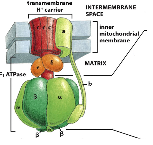 <p>ATP Synthase: a multimeric molecular motor</p>