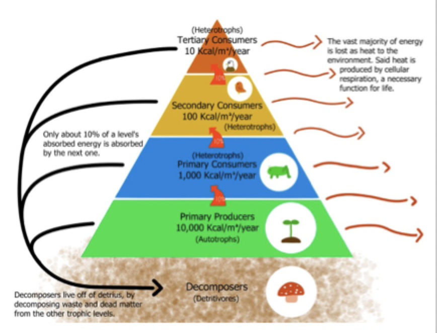 <p>is structured by predators from the top-down, and structured by the resources from the bottom-up</p>
