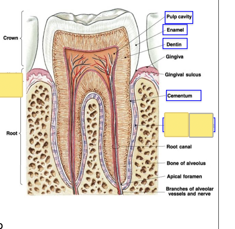 knowt flashcard image