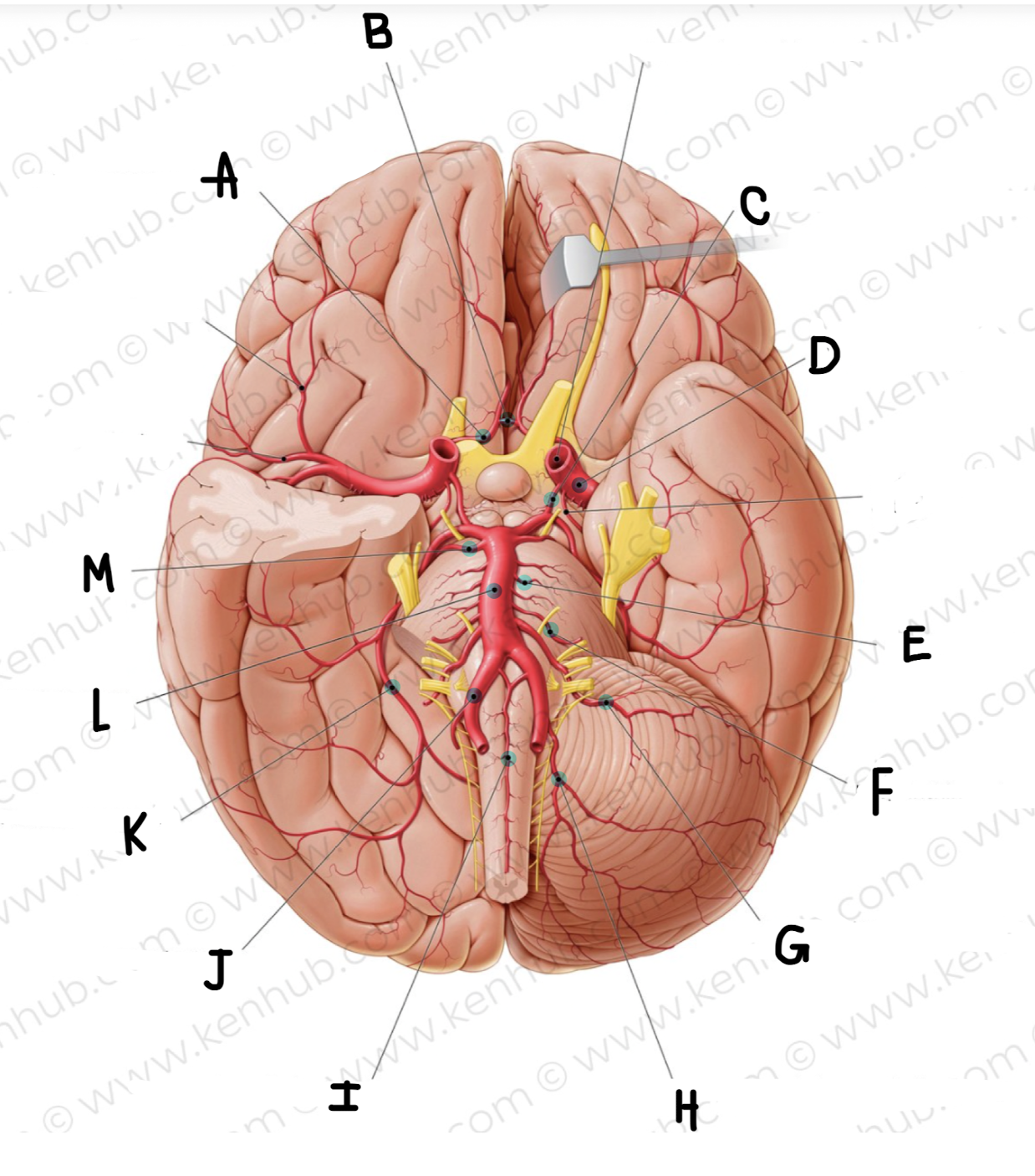 <p>What is the name of the artery labeled M?</p>