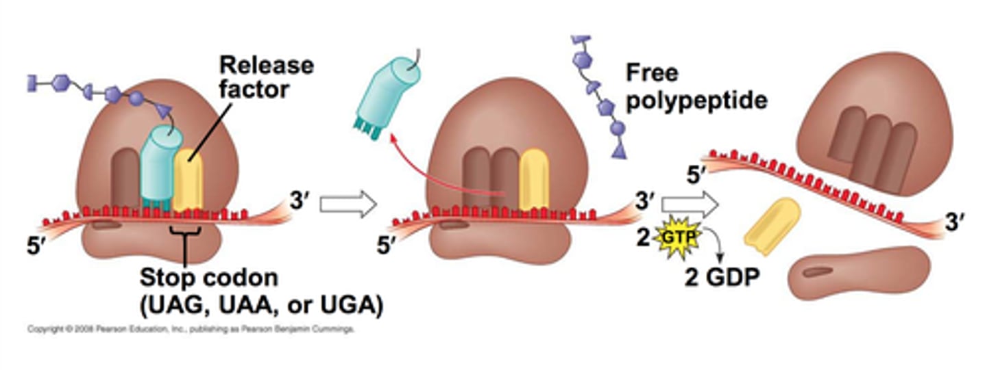 <p>when ribosome encounters a stop codon, polypeptide synthesis ends</p><p>- release factors bind to ribsome</p><p>- enzymes detach the mRNA and polypeptide chain from ribosome</p><p>stop codons cause everything to fall apart (still sequence that won't be translated)</p>