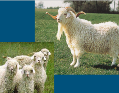 <ul><li><p><strong>Goat fiber </strong></p></li><li><p>Produce <strong>mohair </strong></p></li><li><p>5.3 lbs / shearing </p></li><li><p>shear q 6 months </p></li></ul>
