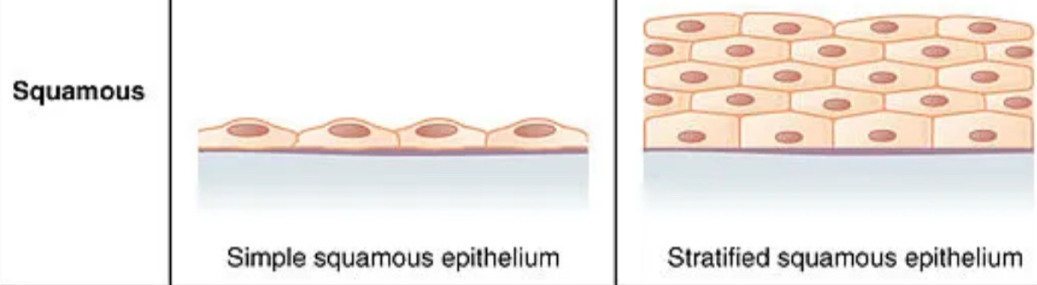 <p>flattened, outer skin surface, lining blood vessels, mouth, digestive system </p>