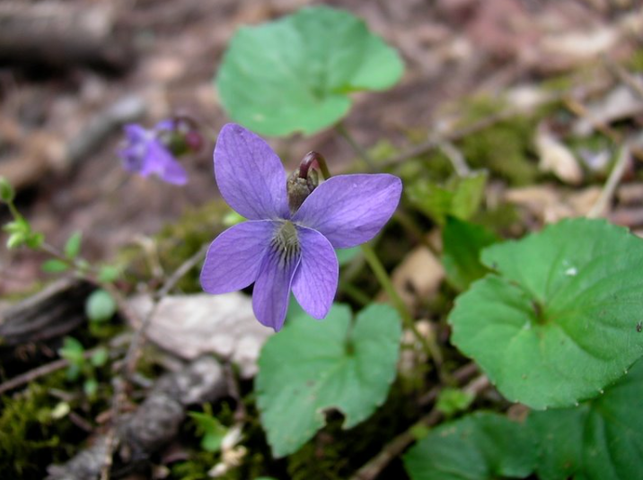 <p>A perennial wildflower known for its heart-shaped leaves and purple flowers, commonly found in a variety of habitats including forests and fields. </p>