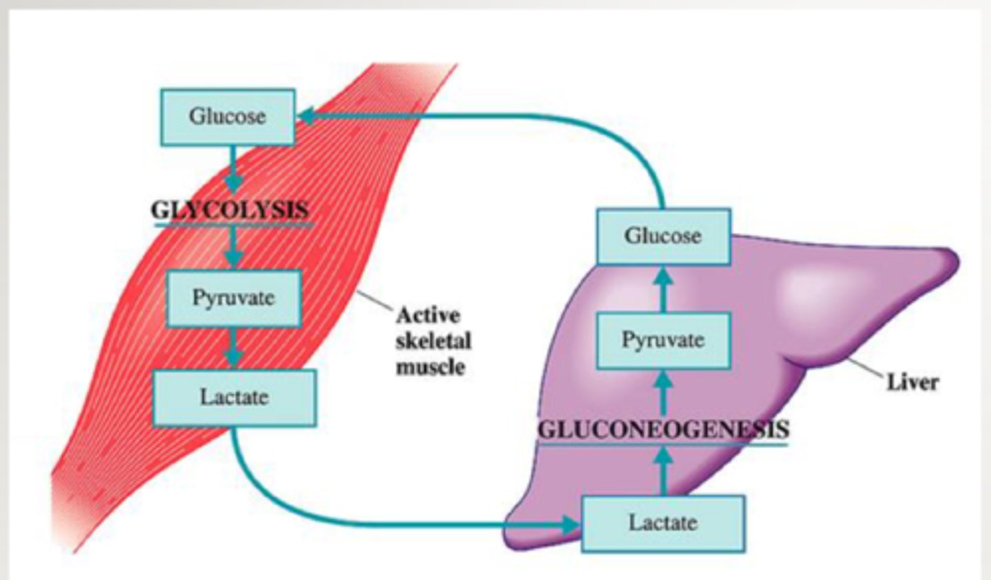<p>Lactate is transported to liver for conversion back to pyruvate, providing a steady supply of NAD+ that can enter glycolysis)</p>