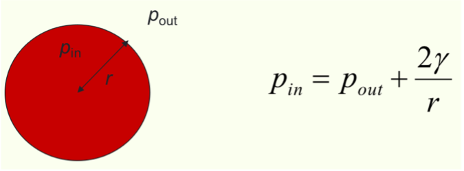 <ul><li><p>liquids with stronger IMF form larger droplets </p></li><li><p><span>𝛾</span> = surface tension</p></li></ul><p></p>