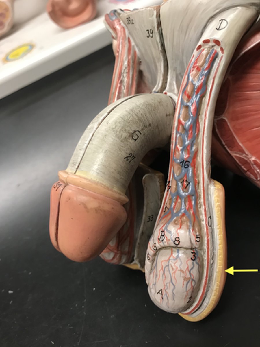 <p>1st- outermost layer</p>