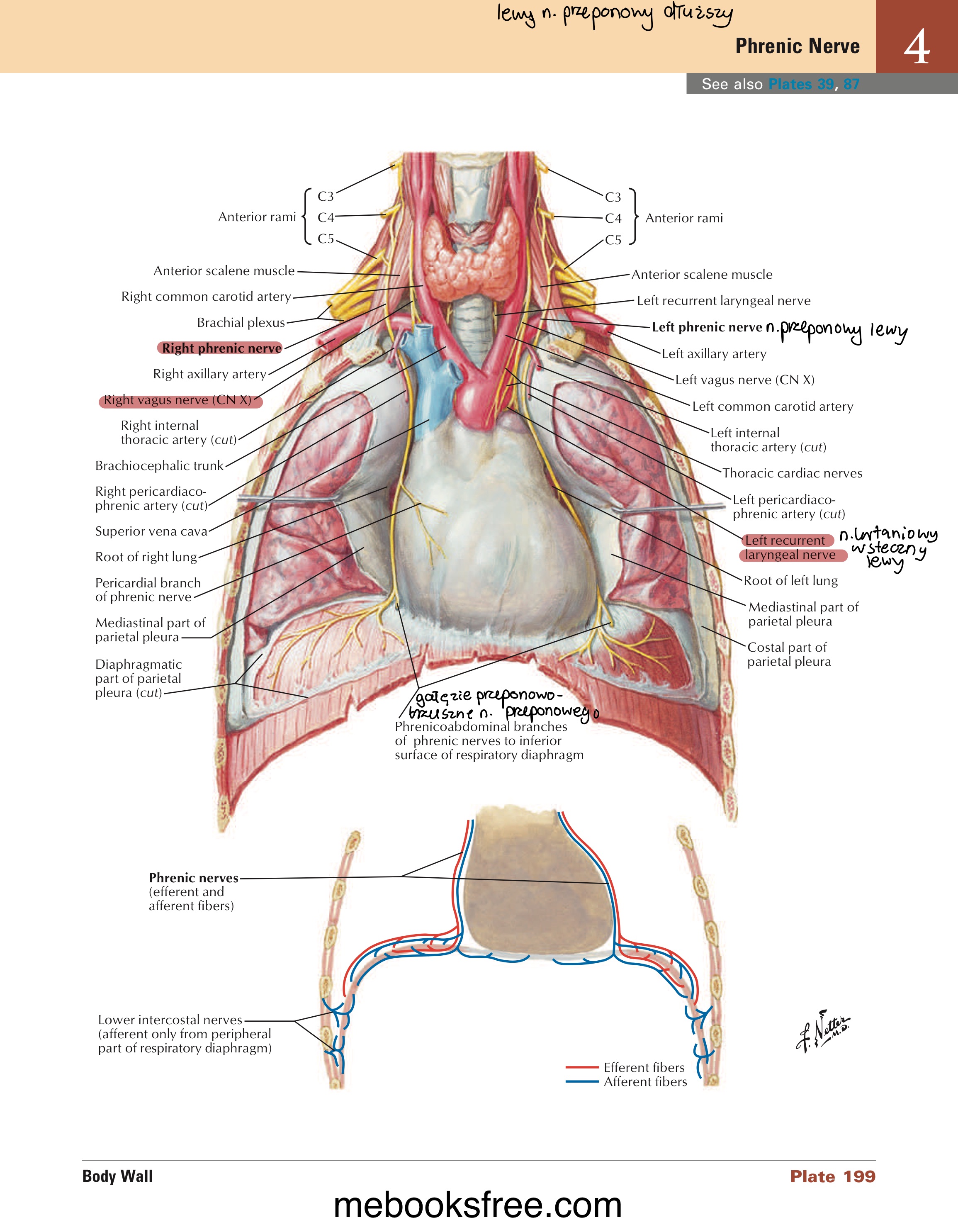 <ul><li><p>włókna czuciowe od gałęzi osierdziowych nerwów przeponowych</p></li></ul>
