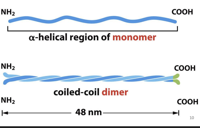 <p>solid, unbranched, rope-like fibers that provide mechanical stress and are intermediate in size (~10nm diameter) compared to MTs and microfilaments.</p><p></p><p>Alpha-helical rod-shaped monomers that spontaneously form homodimers (do not bind ATP or GTP or any nucleotide). </p><p></p><p>Dimers have polarity and associate in same direction.</p>
