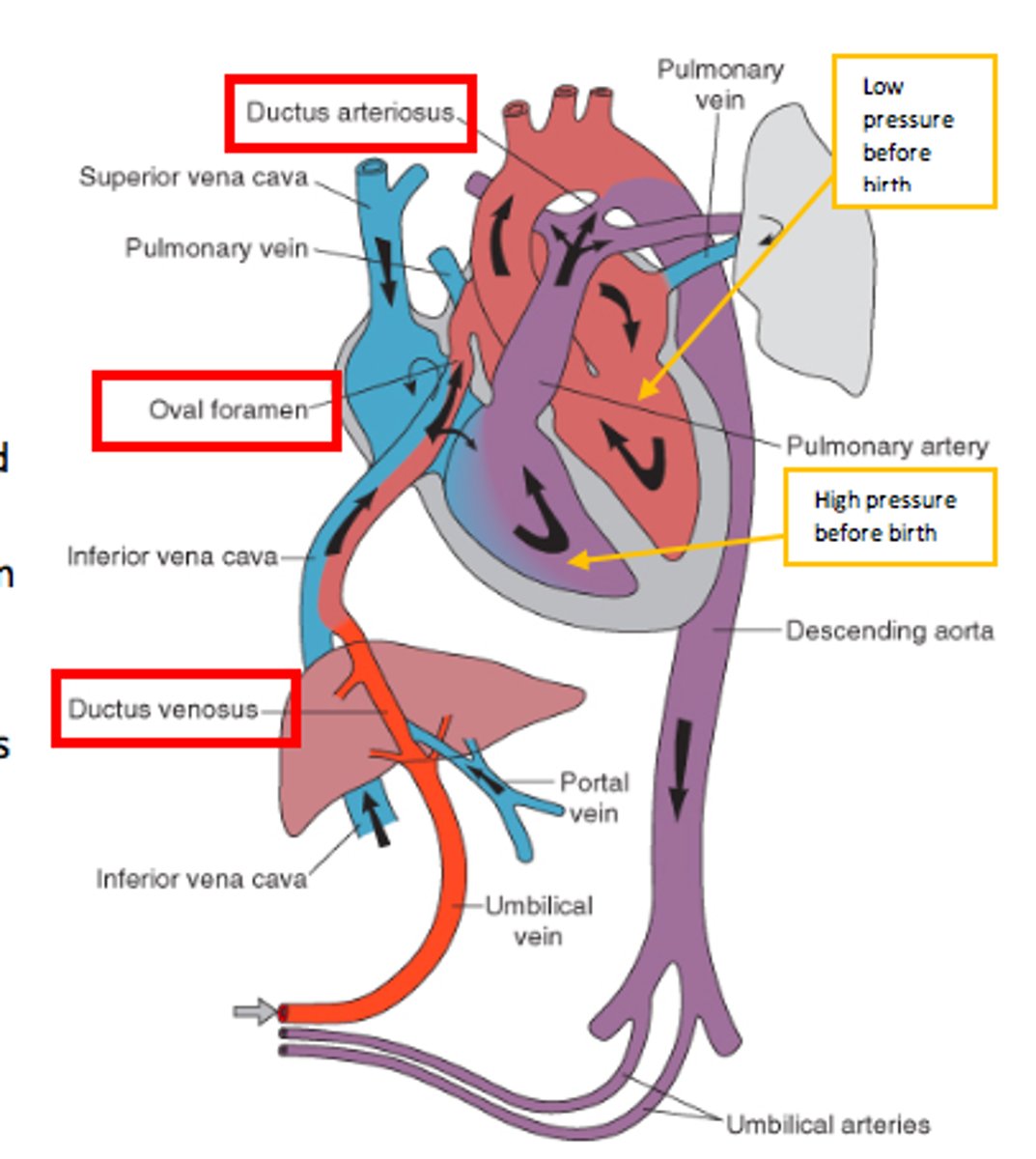 <p>- shunts blood from RV and pulmonary trunk to the aorta</p><p>- joins the aorta distal to the supply to the head (and heart)</p><p>- this minimises the drop in O2 sats.</p>