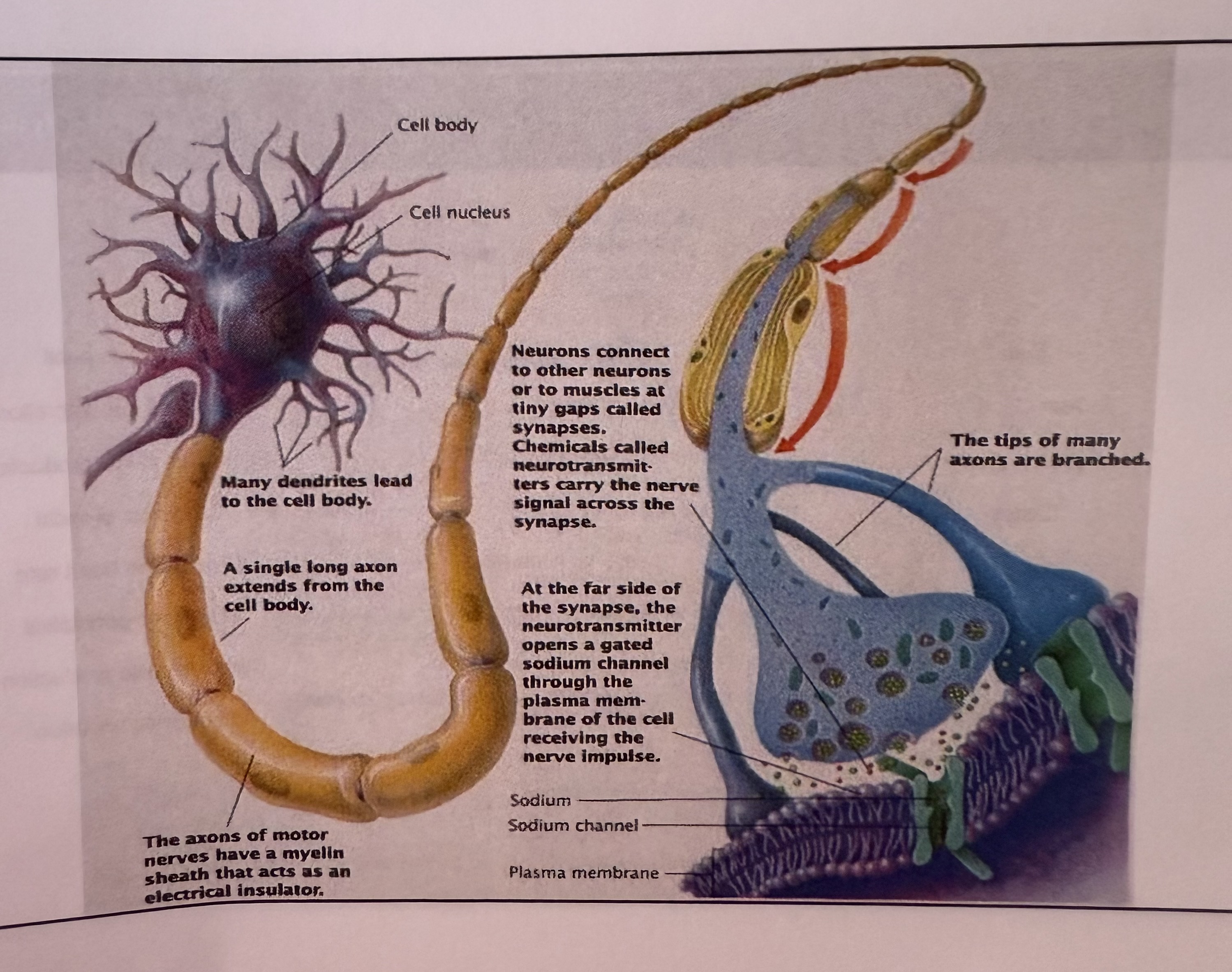 knowt flashcard image