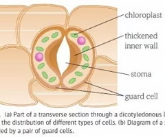 <ul><li><p>pairs on surface of leaves from small openings called stomata</p></li><li><p>openings are necessary for Co2 to enter plants for photosynthesis </p></li><li><p>stoma closes to prevent further water loss from the plant when cells lose water and become less turgid</p></li><li><p>cell wall on guard cells are thicker on one side so the cell does not change shape symmetrically as its volume changes</p></li></ul><p></p>