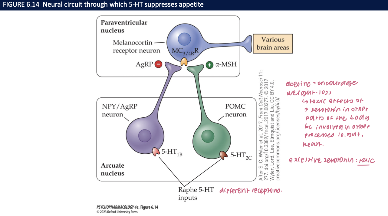 <ul><li><p><strong>Raphe 5-HT → ARC</strong> (POMC ↑ via <strong>5-HT₂C</strong>, NPY/AgRP ↓ via <strong>5-HT₁B</strong>) → <strong>PVN MC4R</strong> → autonomic/endocrine outputs → <strong>reduced intake</strong></p></li><li><p>Drug note: <strong>Lorcaserin</strong> = <strong>5-HT₂C agonist</strong> (mechanistic example)<br><span data-name="brain" data-type="emoji">🧠</span> <em>Takeaway:</em> <strong>Raphe → ARC → PVN (MC4R)</strong> is the serotonergic <strong>satiety axis</strong>.</p></li></ul><p></p>