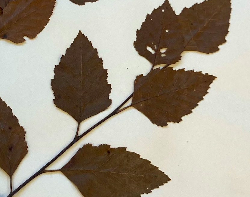 <p>Betulaceae</p><p><em>Betula</em></p>