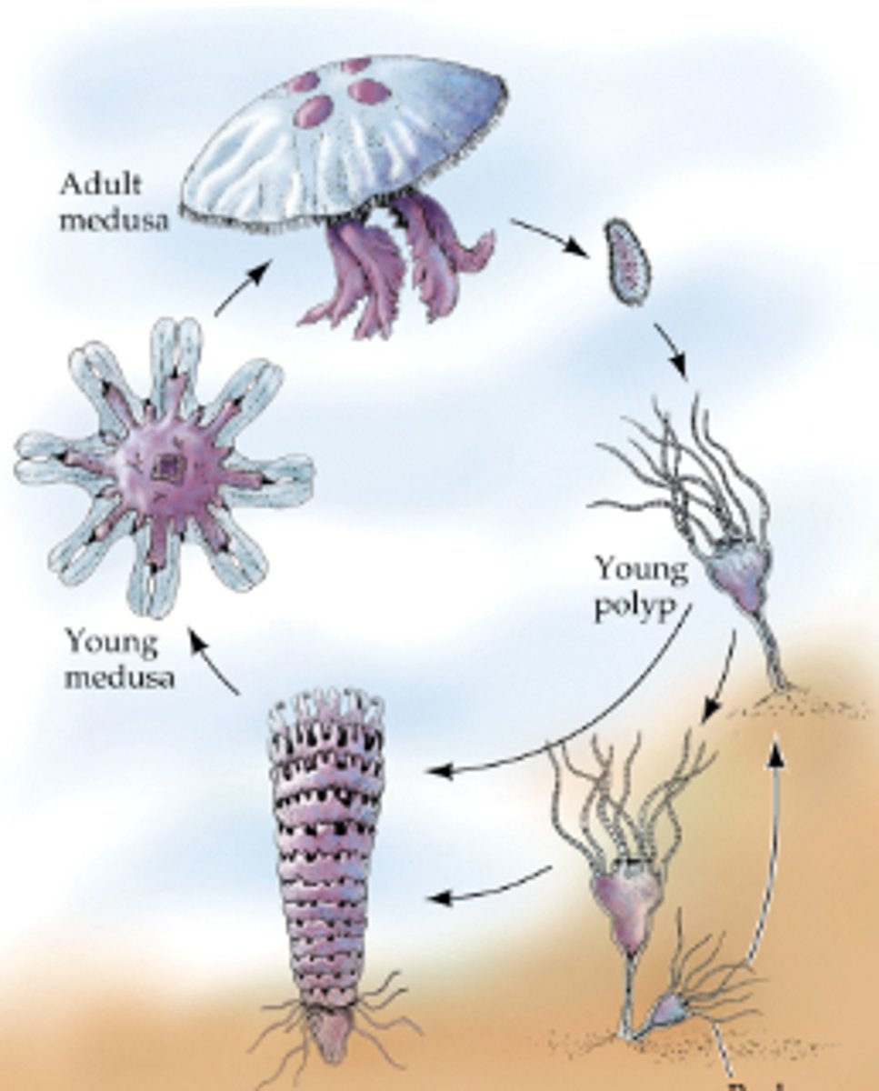 <p>Medusa -> ägg -> larv -> polyp -> medusa</p>