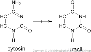 <p>Spontan reaktion. Cytosins aminogr (NH₂) byts ut mot dubbelbundet syre =&gt; cytosin → uracil =&gt; felaktig basparning vid replikation/transkription </p>