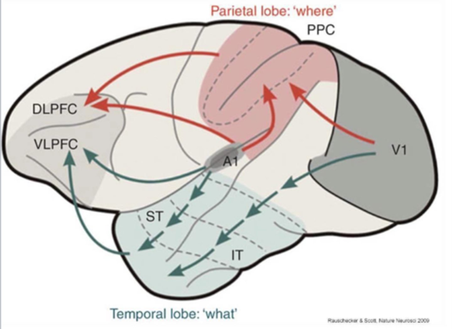 <p>starts in A1 -> ends in posterior temporal cortex and parietal cortex</p>