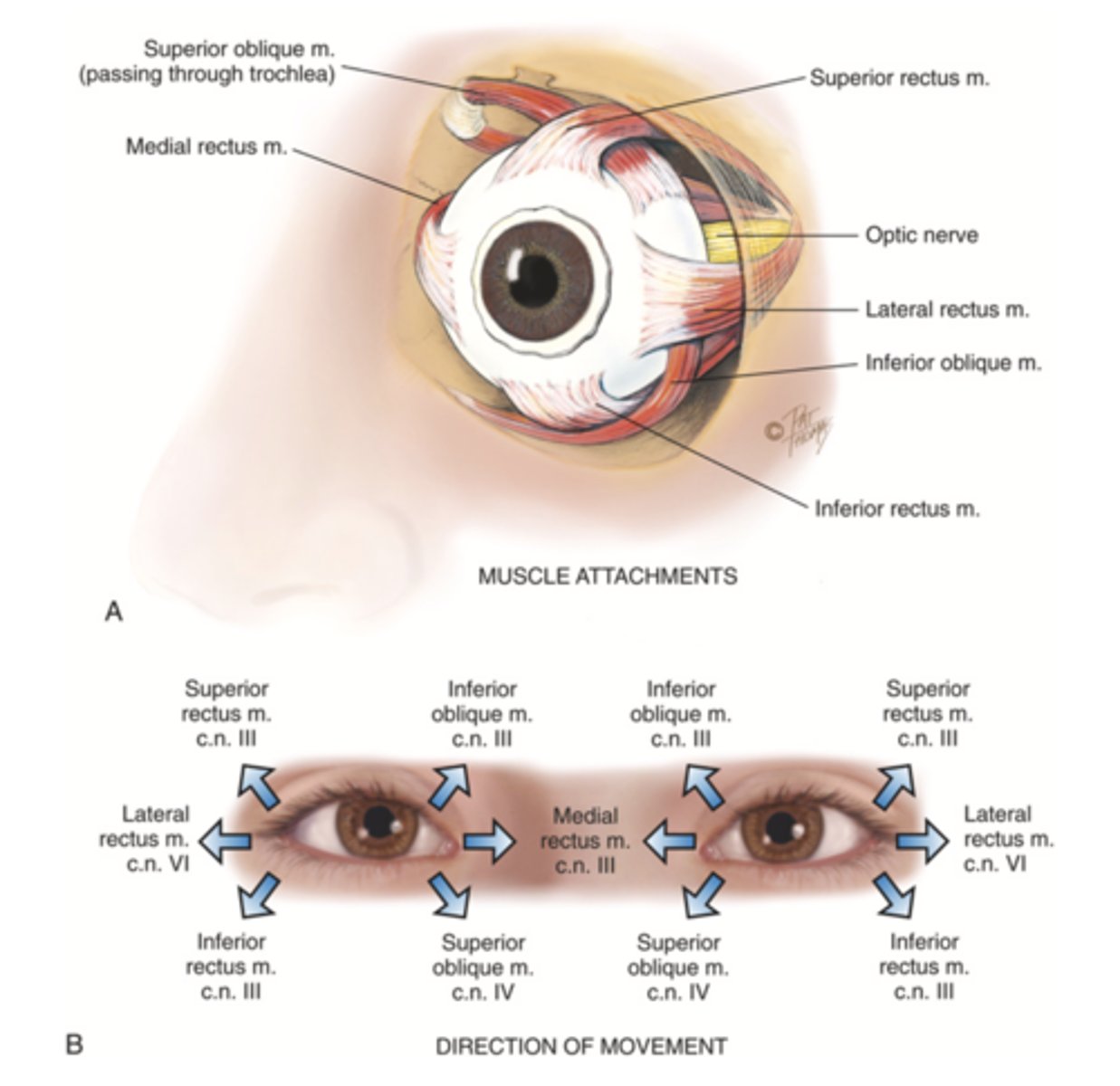 <p>- Superior rectus</p><p>- Inferior rectus</p><p>- Lateral rectus</p><p>- Medial rectus</p>
