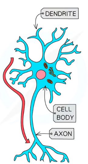 <p>What neurone is this</p>