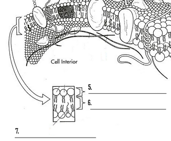 <p>What are 5, 6, and 7?</p>