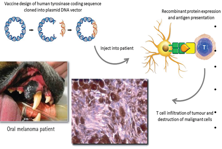 <ul><li><p>Canine melanoma is a tumor that is very aggressive and poorly responsive to chemotherapy</p></li><li><p>It is a xenogenic DNA vaccine = DNA for human tyrosinase injected into dogs</p></li><li><p>Tyrosinase, an overexpressed protein of the melanoma</p></li><li><p>Immune system is tolerant to canine tyrosinase but not human tyrosinase</p></li><li><p>Inserted human DNA for tyrosinase into a bacterial plasmid</p></li><li><p>Vaccinate dogs with the xenogenic DNA plasmid </p></li><li><p>Activates antibody production and CTL response (can recognize canine tyrosinase)</p></li></ul><p></p>