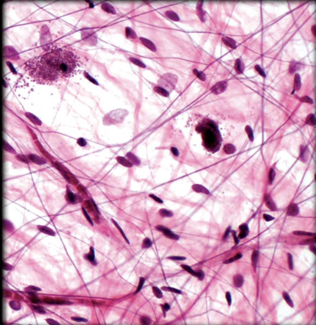 <p>Identify tissue by the image</p>