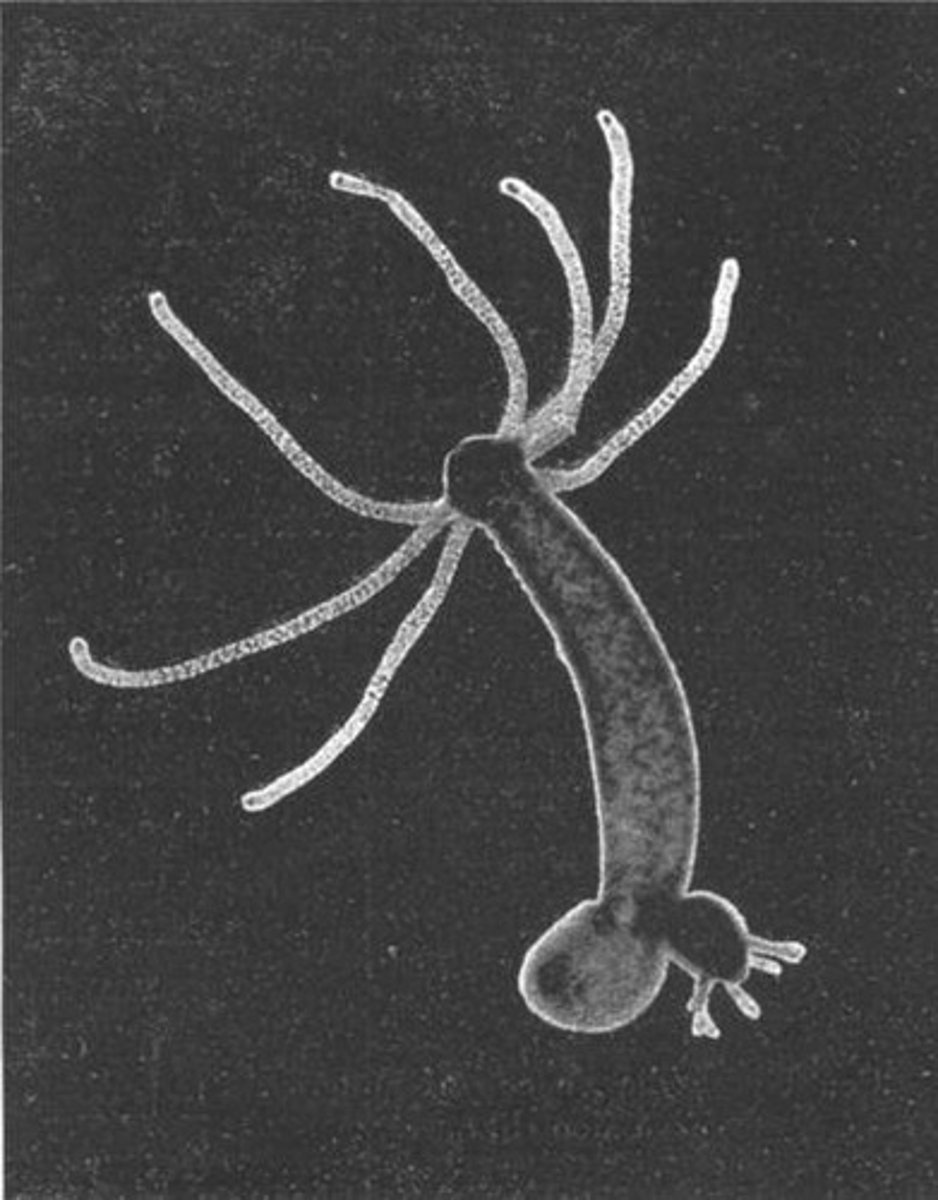 <p>Cells that create a water current with flagella and help in feeding.</p>